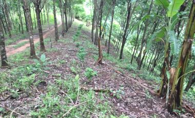 Land for sale in Pa Tueng, Chiang Rai