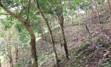 Land for sale in Pa Tueng, Chiang Rai