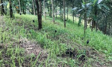 Land for sale in Pa Tueng, Chiang Rai