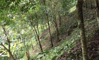 Land for sale in Pa Tueng, Chiang Rai