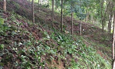Land for sale in Pa Tueng, Chiang Rai