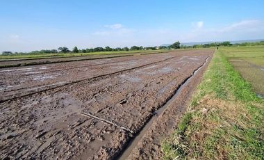 Land for sale in Muang Kham, Chiang Rai