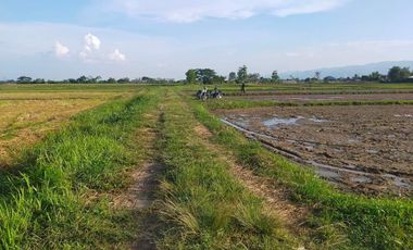 Land for sale in Muang Kham, Chiang Rai