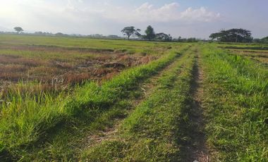Land for sale in Muang Kham, Chiang Rai