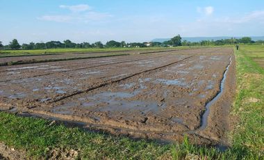 Land for sale in Muang Kham, Chiang Rai