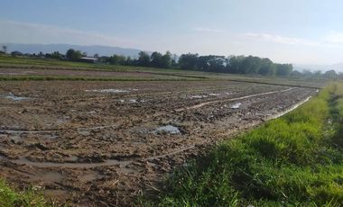 Land for sale in Muang Kham, Chiang Rai