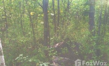 Land for sale in Mueang Phan, Chiang Rai