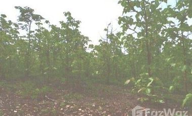 Land for sale in Mueang Phan, Chiang Rai