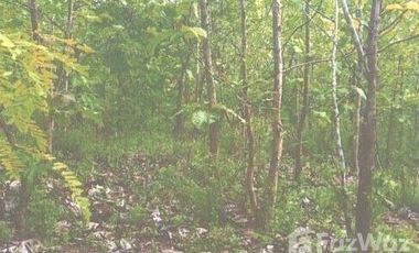 Land for sale in Mueang Phan, Chiang Rai