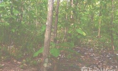 Land for sale in Mueang Phan, Chiang Rai