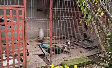 Descubre la Sombra del Frisón Tu espacio de Paz y Naturaleza