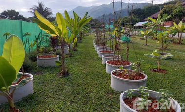 Land for sale in , Chiang Rai