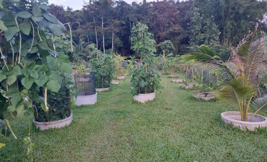 Land for sale in , Chiang Rai