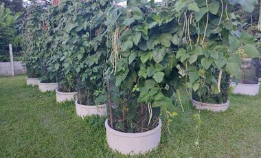 Land for sale in , Chiang Rai