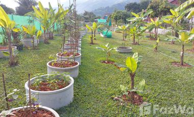 Land for sale in , Chiang Rai