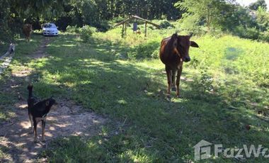 Land for sale in Mueang Chum, Chiang Rai