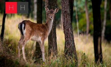 Terreno en venta en Haras