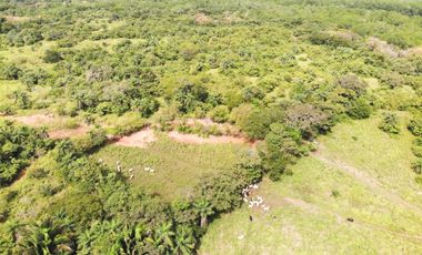 SE VENDE FINCA DE 1,200 HECTREAS EN SAN FELIX-CHIRIQUI