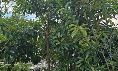 ¡Espectacular Casa tipo Quinta, en Venta! árboles frutales y Piscina