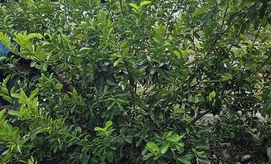 ¡Espectacular Casa tipo Quinta, en Venta! árboles frutales y Piscina