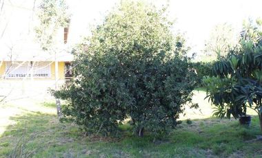 Casa quinta venta Guernica- 2 casas  y galpon-SALIDA A 2 CALLES