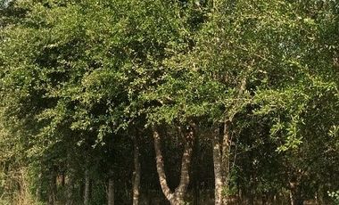 Rancho en Venta en Santa Fe, Cadereyta Jimenez