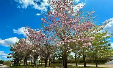 CASA EN RENTA DE UN NIVEL, Privada Parque Central al Norte de Mérida Yucatán