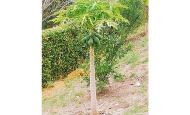 Lote en La Mesa condominio La Traviata