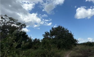 COCLE / RIO HATO / 110 HECTAREAS / SOBRE LA VIA / USO COMERCIAL / AG