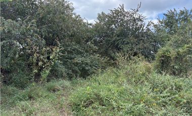 COCLE / RIO HATO / 110 HECTAREAS / SOBRE LA VIA / USO COMERCIAL / AG