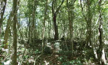 Terreno en Venta en Tulum – Zona Muyil
