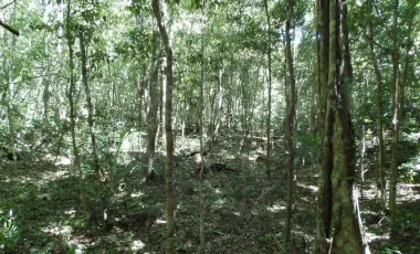 Terreno en Venta en Tulum – Zona Muyil