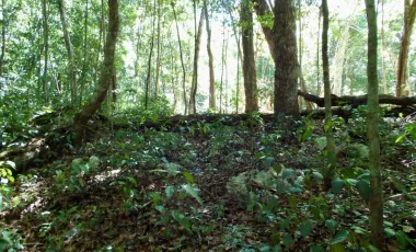 Terreno en Venta en Tulum – Zona Muyil