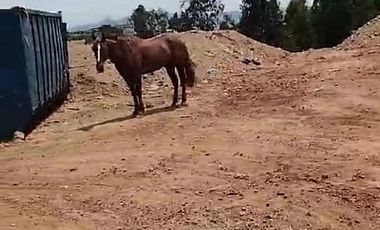 Sitio en Arriendo en ARRIENDO TERRENO USO INDUSTRIAL, ALEMANA.