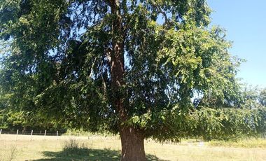 Parcela de Sueños, Choroico, Ruta T-667