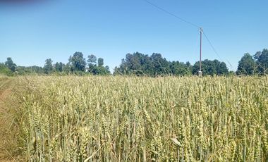 Parcela de Sueños, Choroico, Ruta T-667