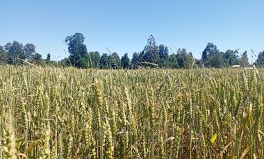 Parcela de Sueños, Choroico, Ruta T-667