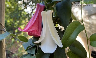 Casa en Venta en Casona Chilena completamente amoblada, impecable con lindo parque y plantación de nogales.