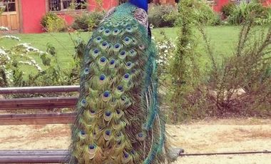 Casa en Venta en Casona Chilena completamente amoblada, impecable con lindo parque y plantación de nogales.