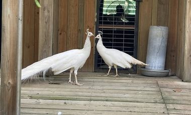 Casa en Venta en Casona Chilena completamente amoblada, impecable con lindo parque y plantación de nogales.