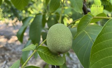 Casa en Venta en Casona Chilena completamente amoblada, impecable con lindo parque y plantación de nogales.