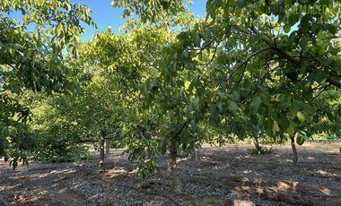 Parcela en Venta en Casona Chilena completamente amoblada, impecable con lindo parque y plantación de nogales.