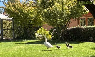 Parcela en Venta en Casona Chilena completamente amoblada, impecable con lindo parque y plantación de nogales.