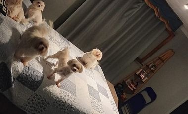 Casa en Venta en davila larrain 2420