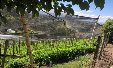 VENTA FINCA CARMEN VIBORAL- CERCA A VA PRINCIPAL