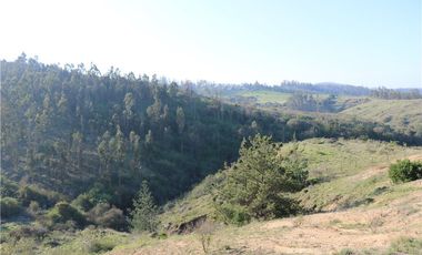 Terreno Ganadero 22.6ha en Lo Abarca, San Antonio