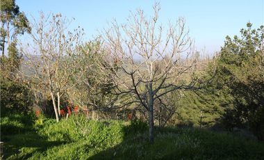 Terreno Ganadero 22.6ha en Lo Abarca, San Antonio