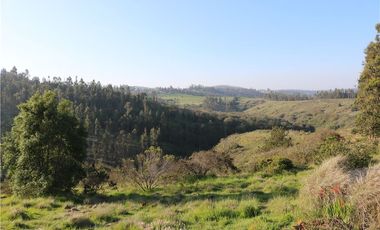 Terreno Ganadero 22.6ha en Lo Abarca, San Antonio