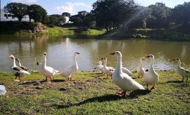 Terreno en Venta en Lago Norte, Haras Campestre