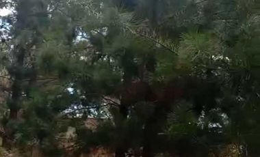 PARCELA 5000MTS PICHILEMU